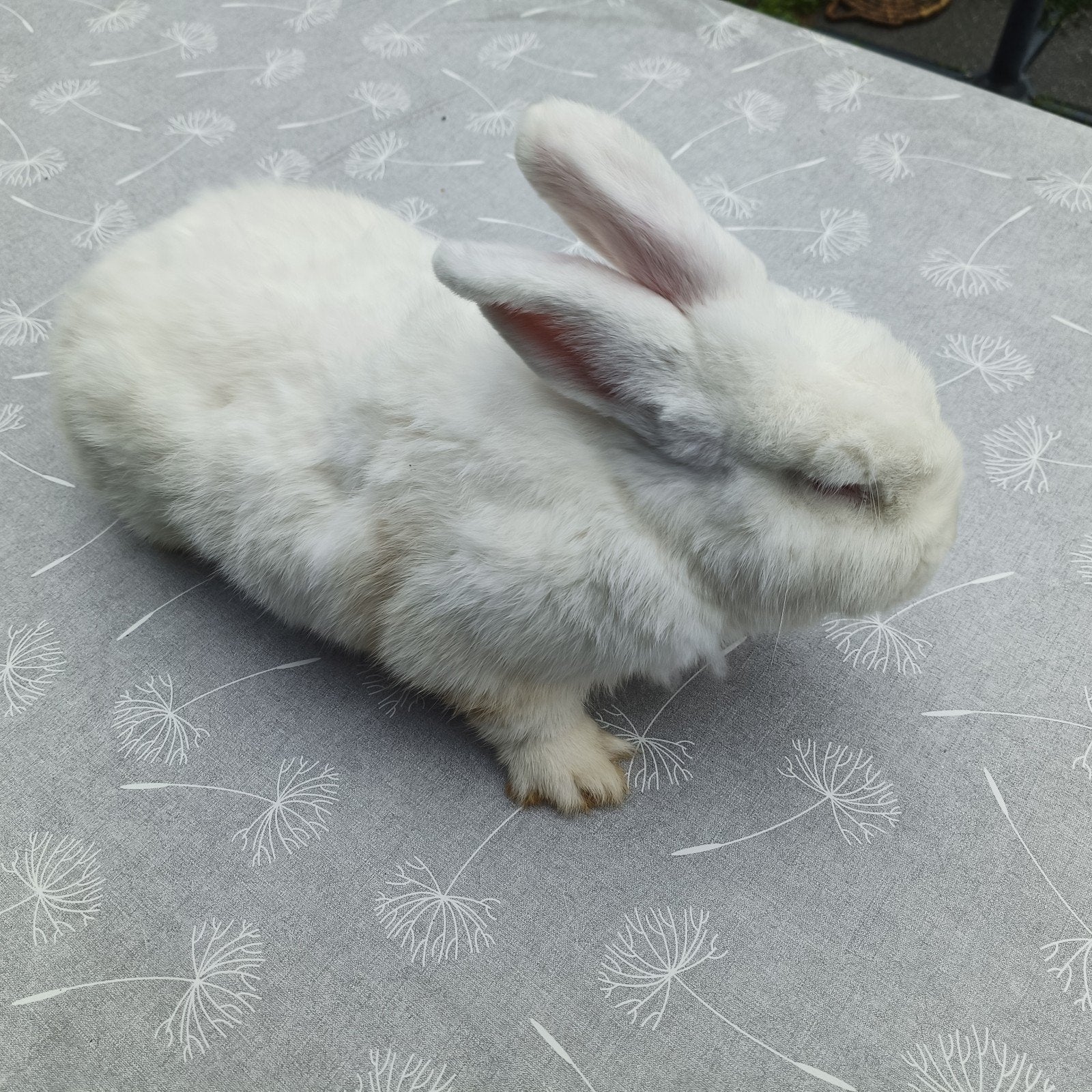 witte nieuw Zeelander voedster, Dieren en Toebehoren, Vrouwelijk, Groot, 0 tot 2 jaar