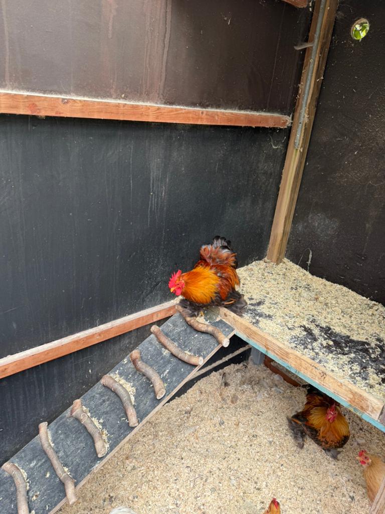 Chohin haantjes, Dieren en Toebehoren, Pluimvee