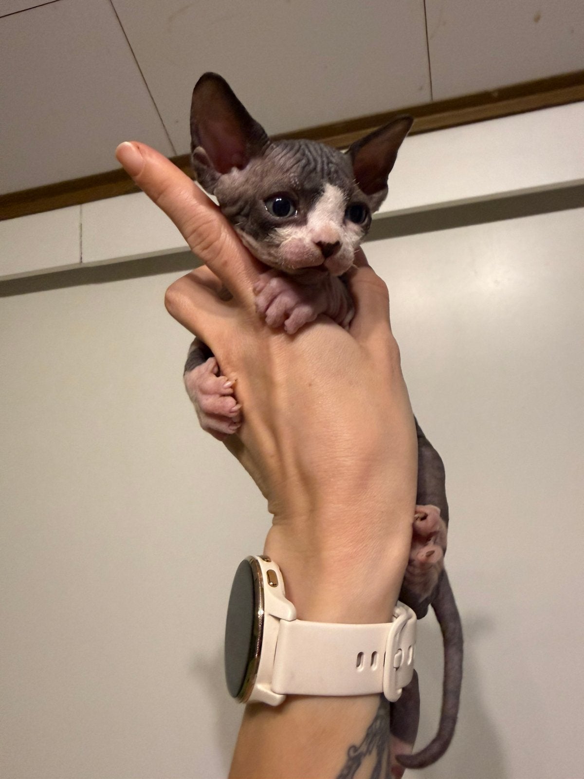 Prachtige Sphynx poes Van erkende hobbykwekerij, Poes, Met stamboom, 0 tot 2 jaar