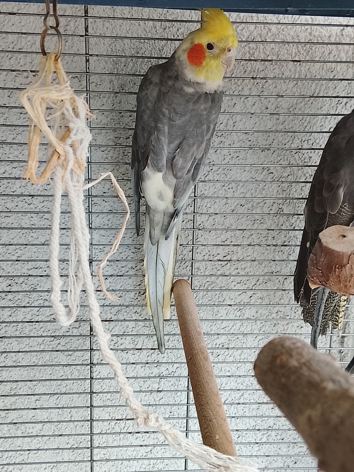 Calopsitte male 1 an, Animaux & Accessoires