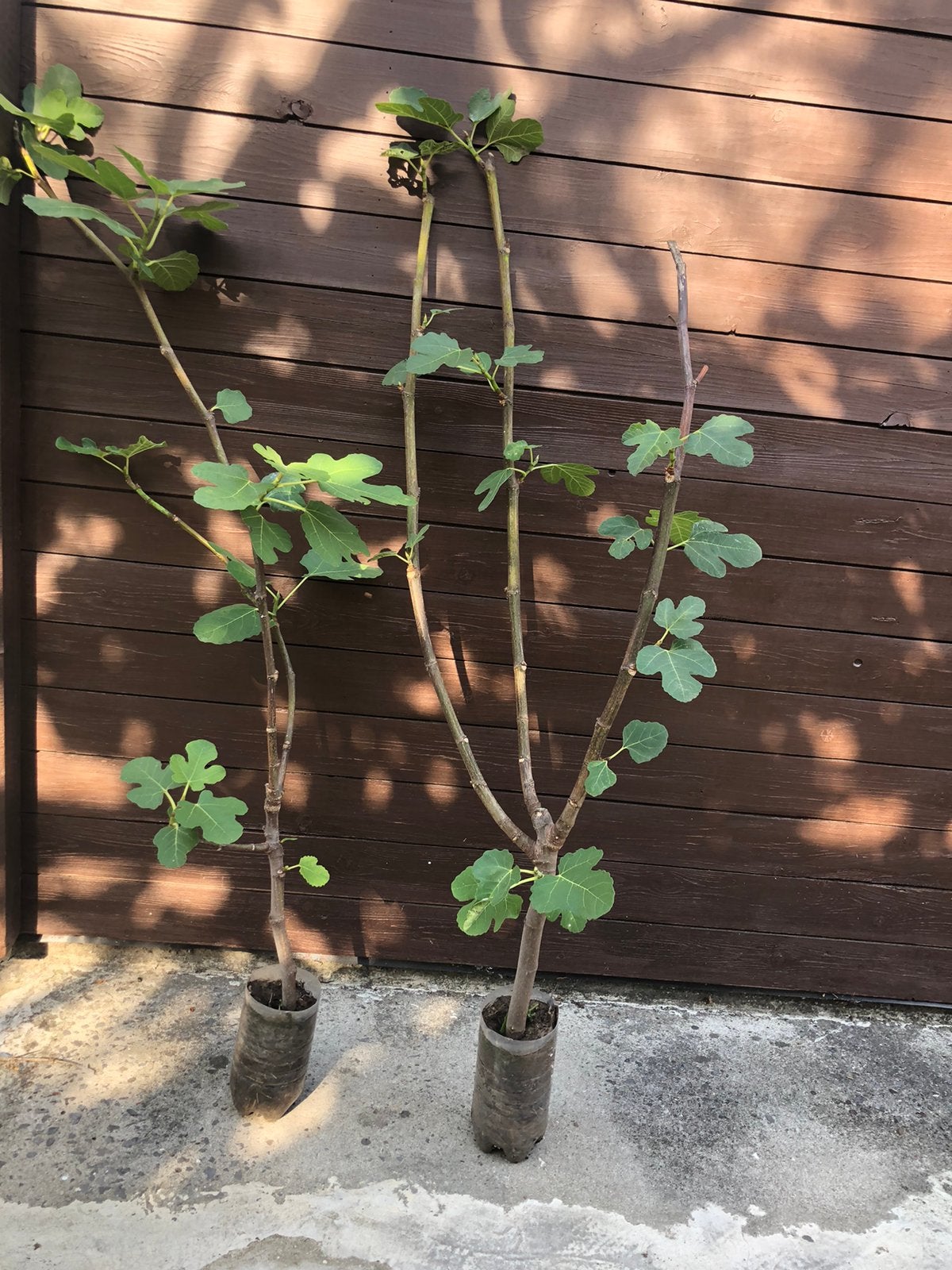 Vijgen planten, Tuin en Terras, Ophalen