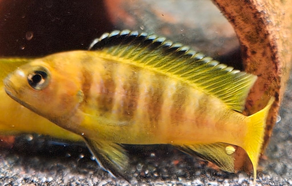 Cichlidés Chidonga Saulosi Malawi, Poisson, Poisson d'eau douce