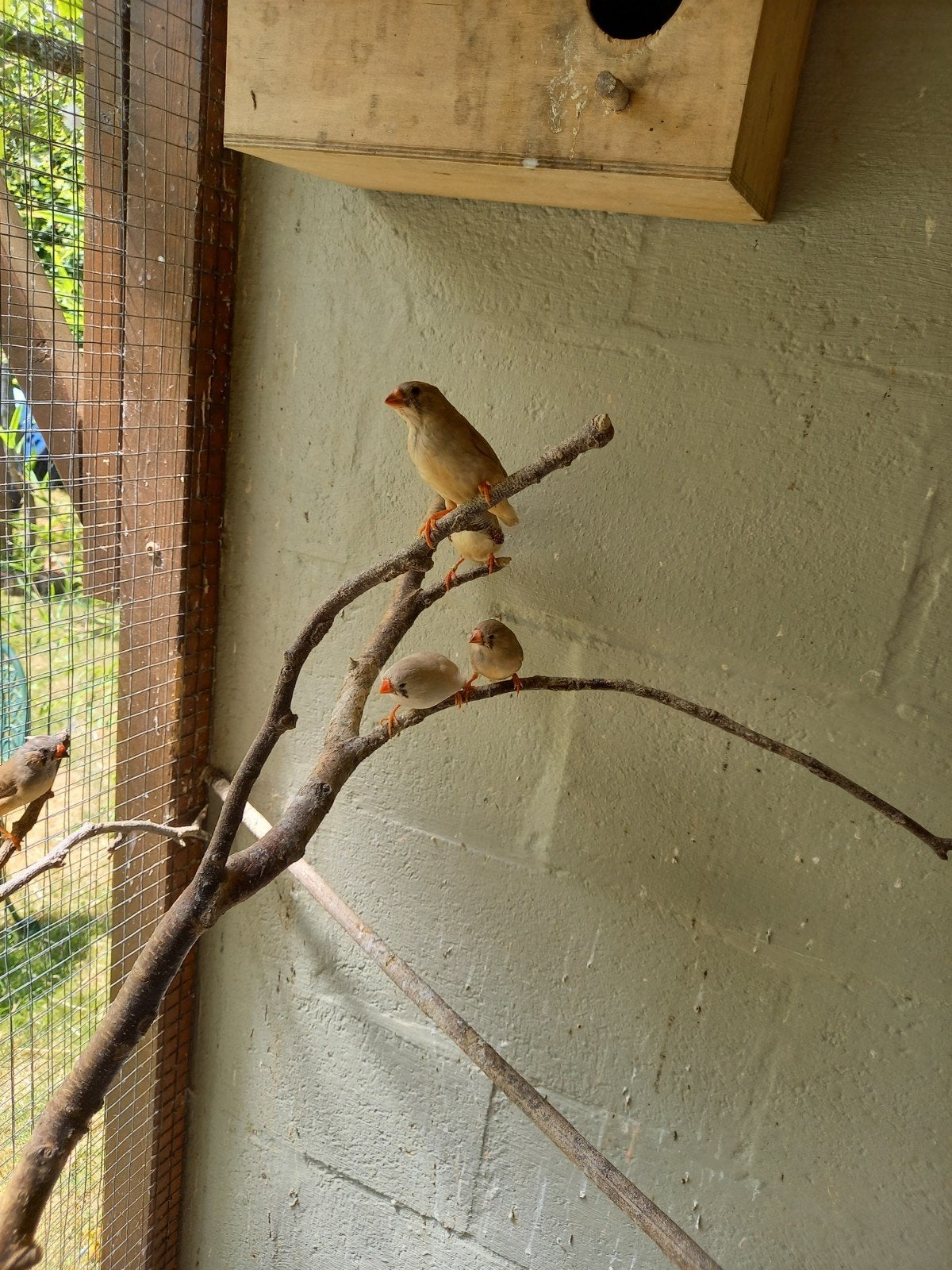 Zebravinken, Meerdere dieren, Tropenvogel