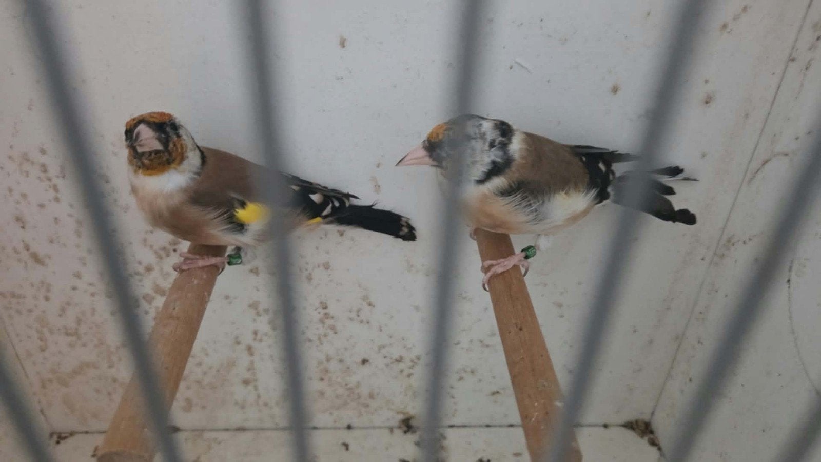 koppel jongen van 2026 putters, Dieren en Toebehoren