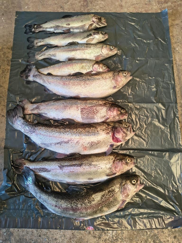 Zalmforel, Ophalen