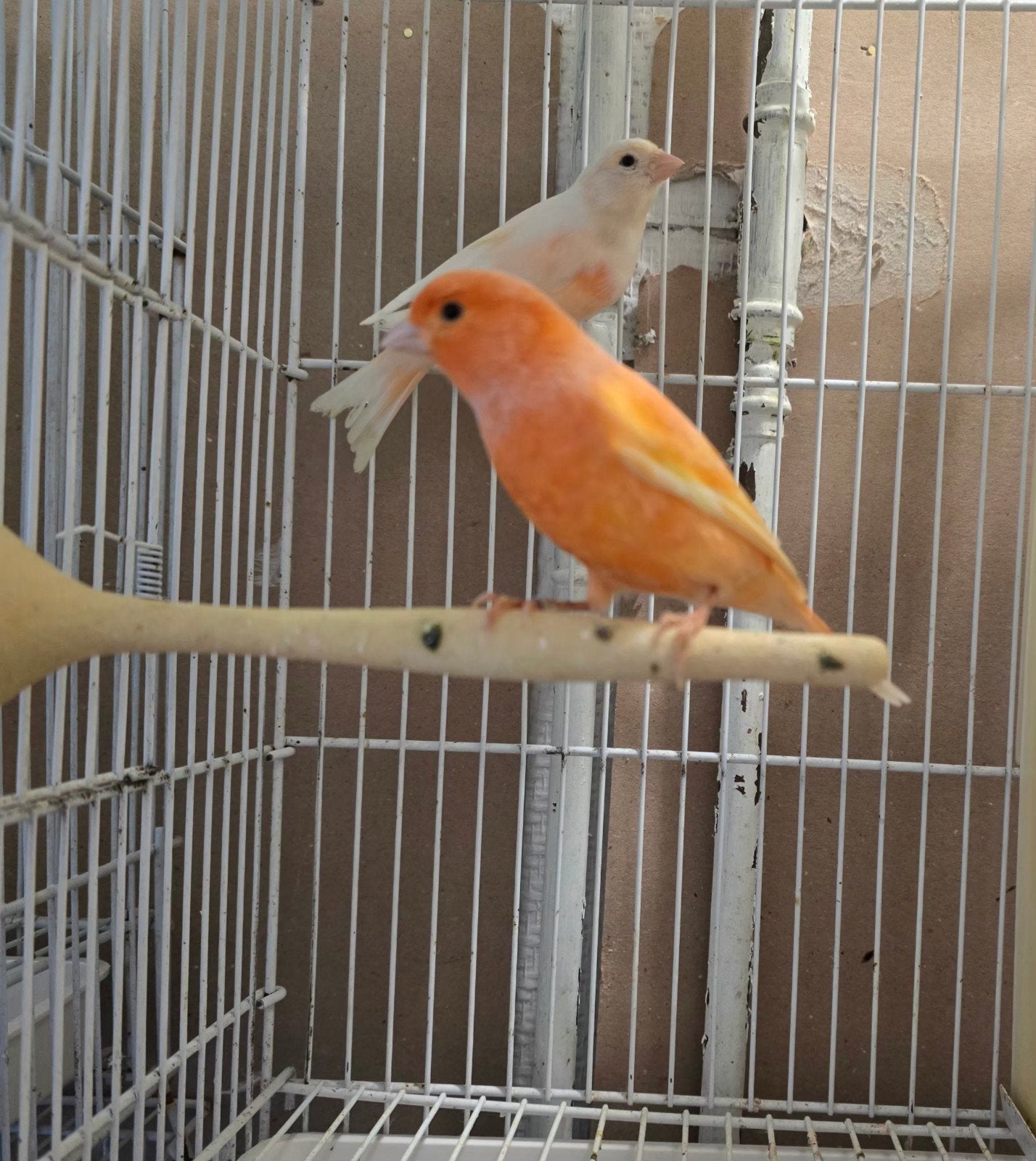 couple canari, 45€
