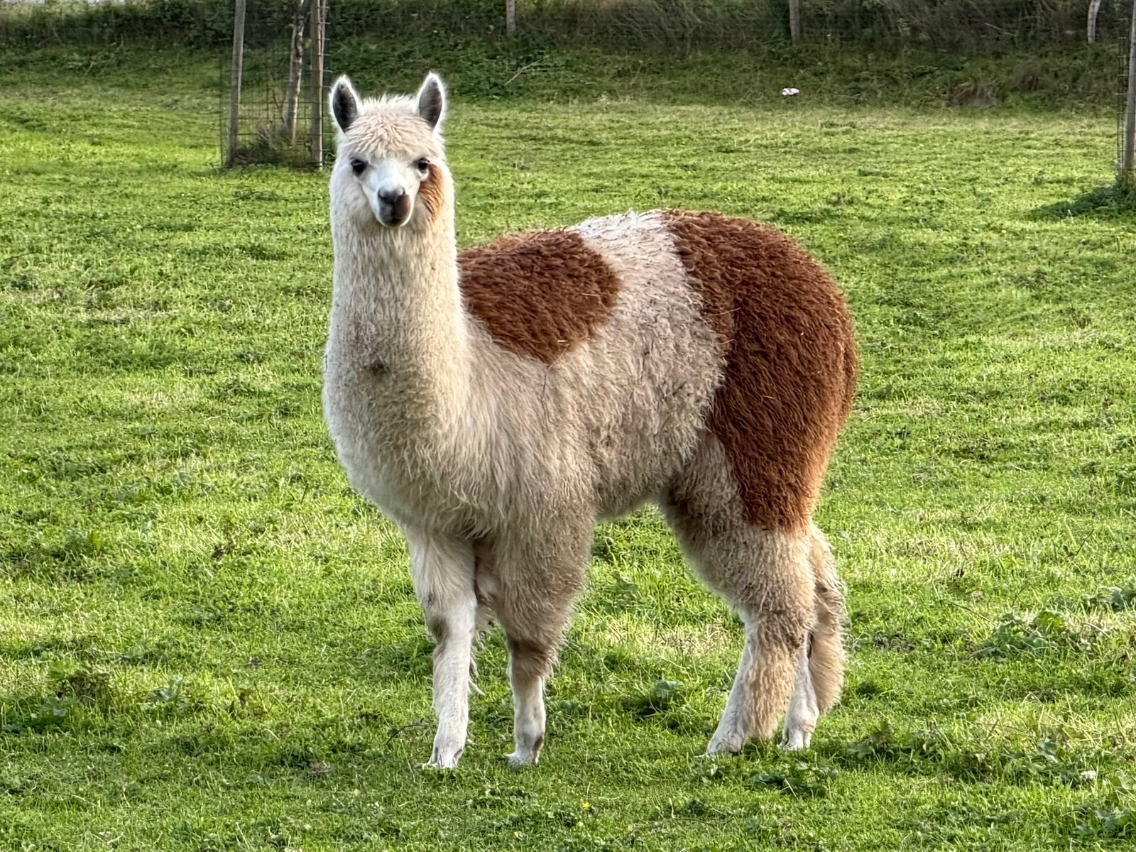 Alpaca hengstjes, Décembre, Plusieurs animaux