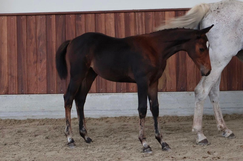 Hengstenveulen, Dieren en Toebehoren, Hengst, Springpaard, 0 tot 2 jaar