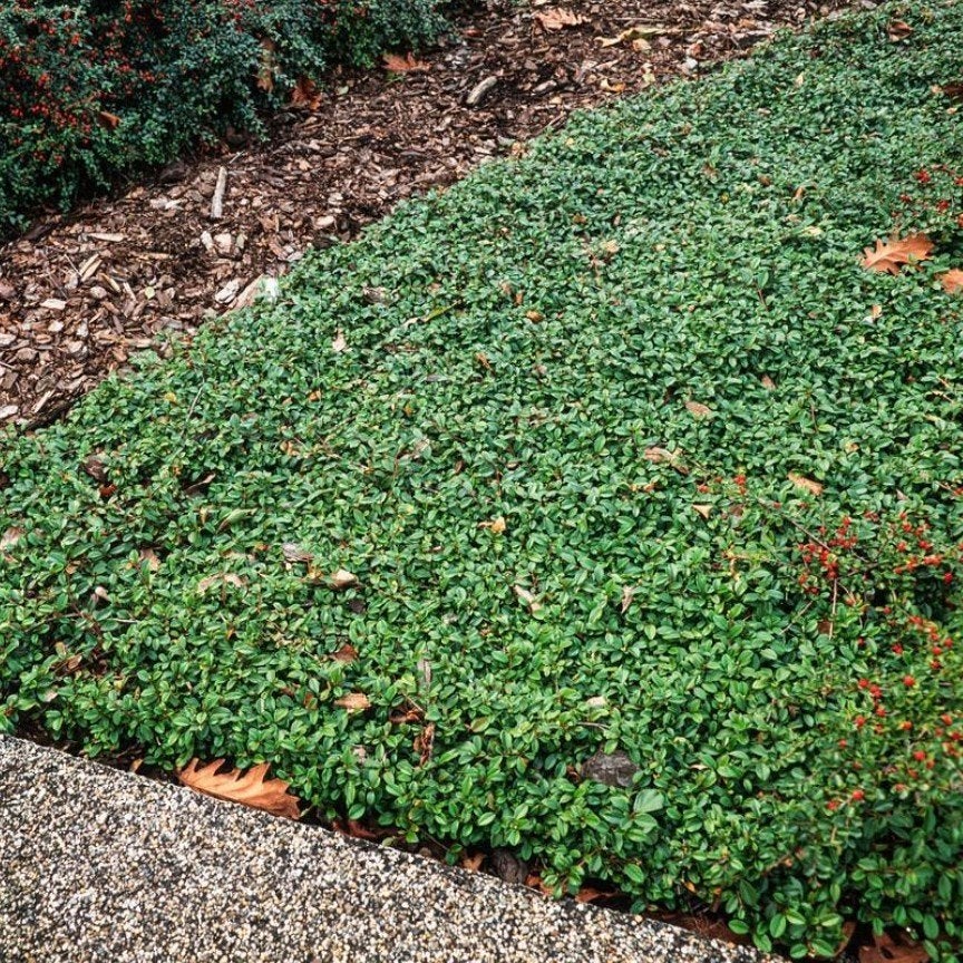 Cotoneaster dam. 'Major', Tuin en Terras, Ophalen, Volle zon