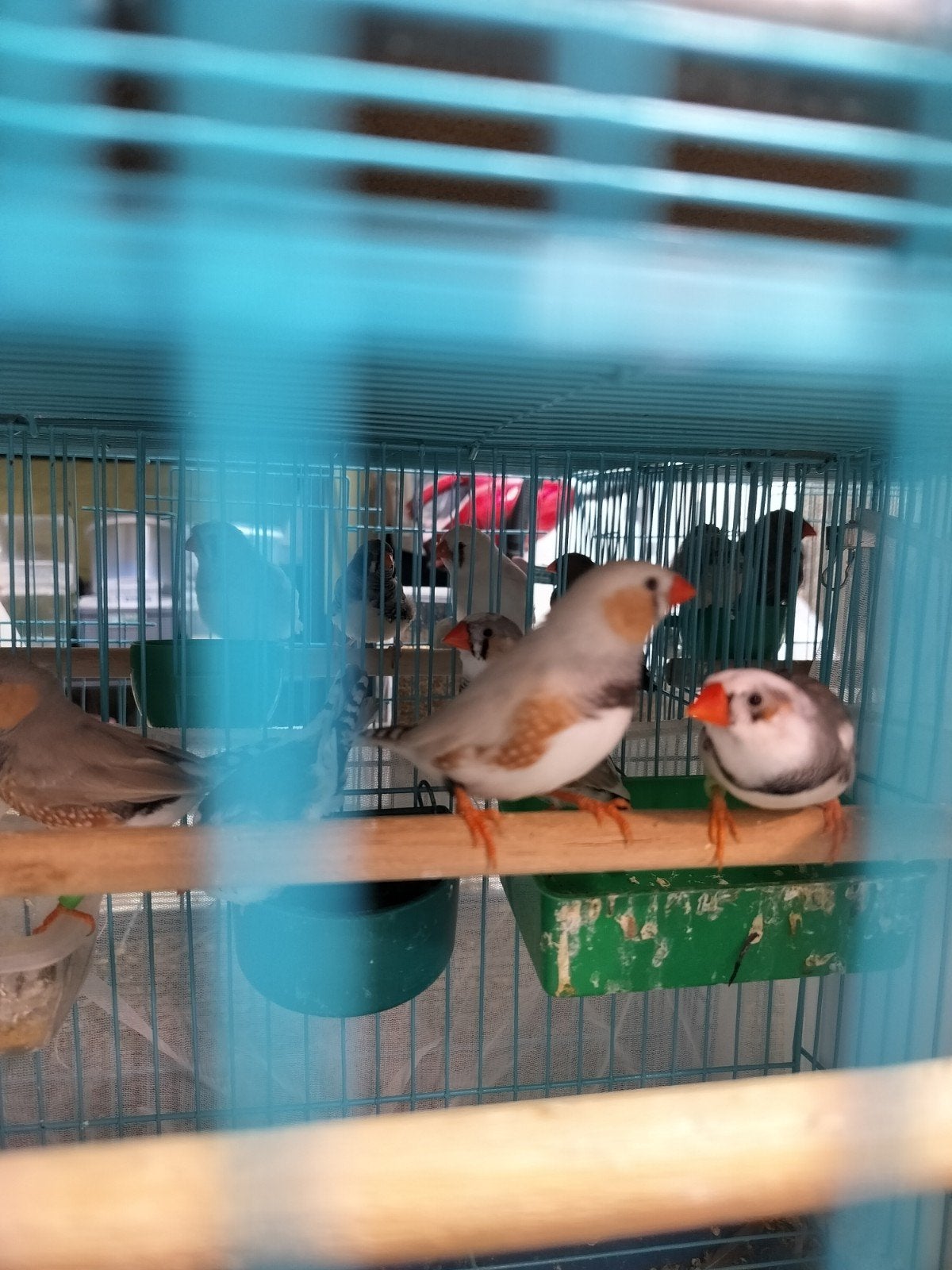 bonte zebravink mannen, Dieren en Toebehoren, Vogels | Overige Vogels