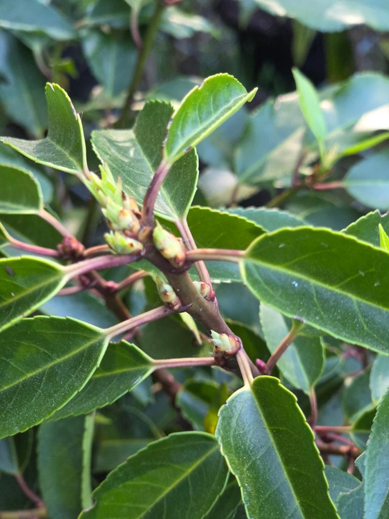 Portugese laurier prunus lusitanica ZELF UITKIEZEN PROMOTIE, Ophalen, Laurier, Haag