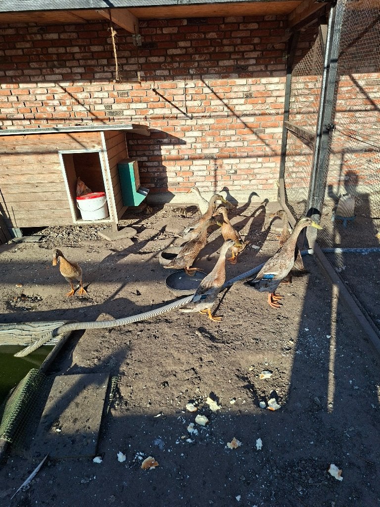 Indische loopeenden, jongen 2026, Plusieurs animaux, Canard