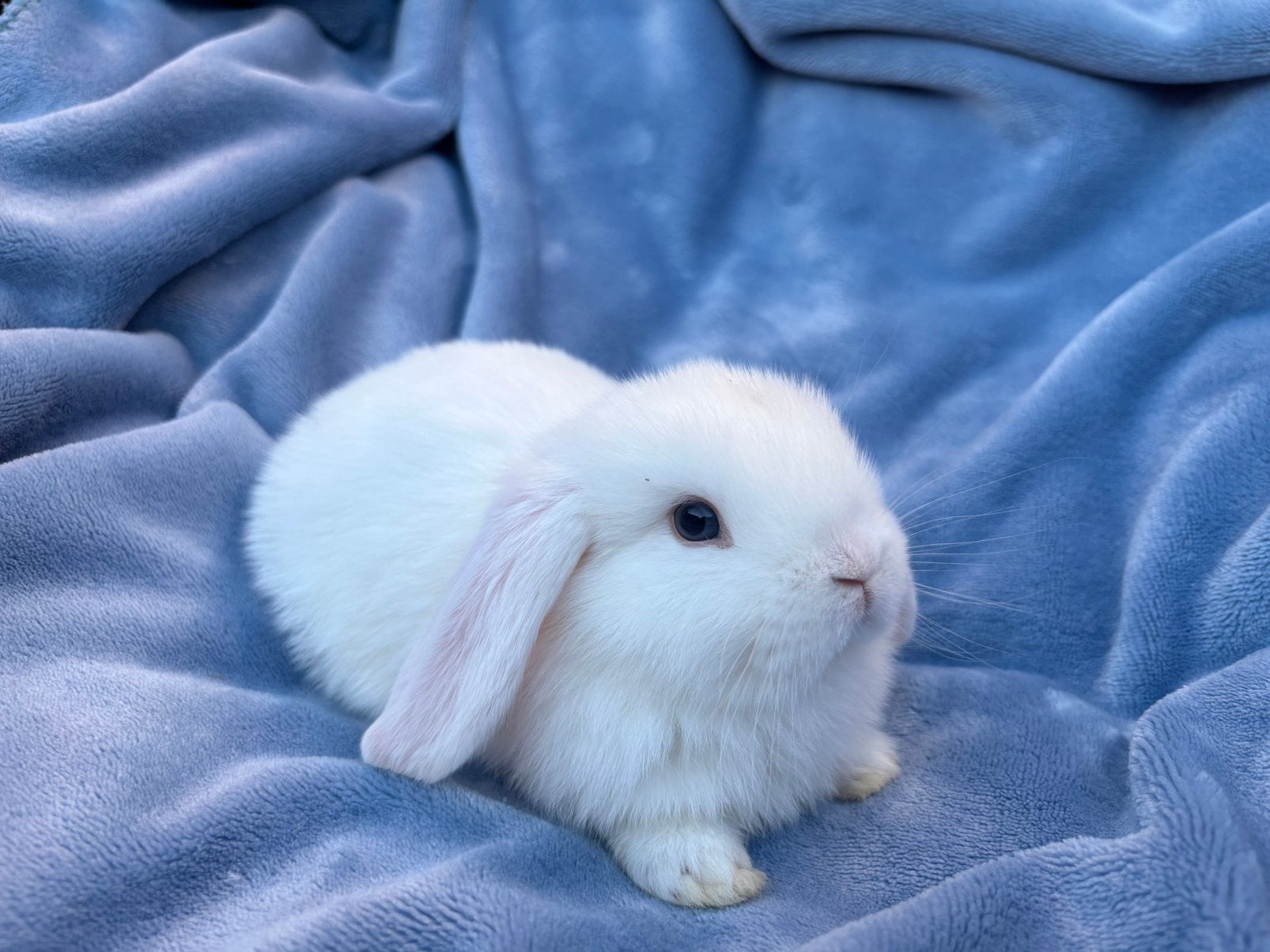 Nhd man, Mâle, Nain, Oreilles tombantes, 0 à 2 ans