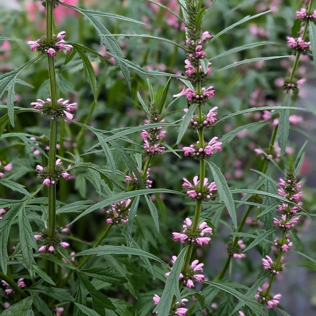 Hartgespan zaden - Leonurus sibiricus - kruidenplant, Tuin en Terras, Bloembollen en Zaden, Ophalen of Verzenden, Zaad