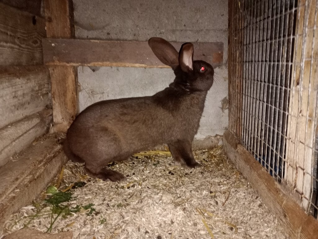 reuzenvlinder ram kleur havanna, Mannelijk, Groot, 0 tot 2 jaar