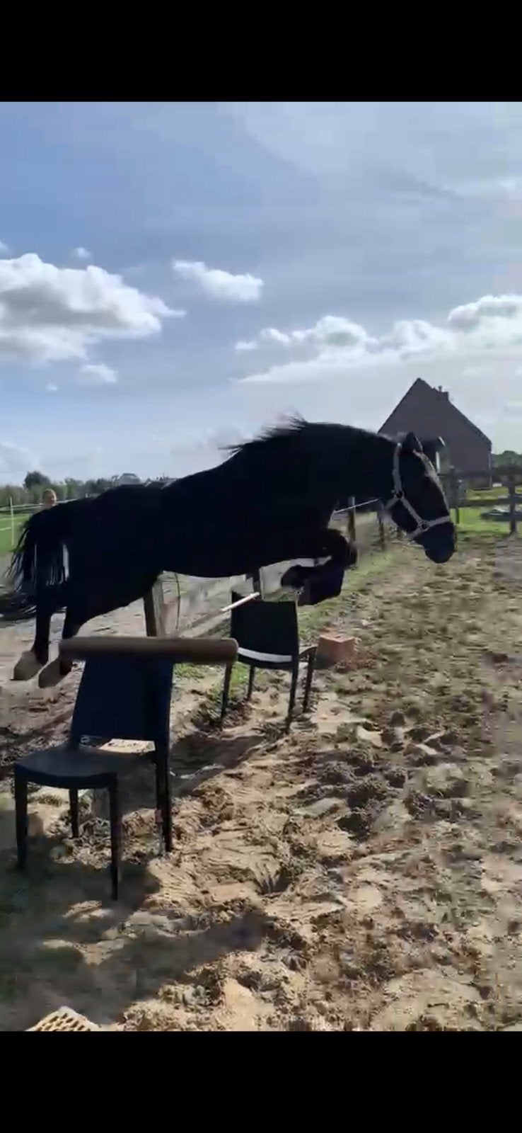 Mooie zwarte pony te koop, Merrie, Springpaard, Minder dan 160 cm, Met stamboom