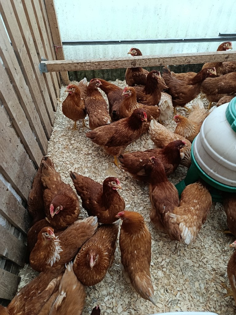 jonge bruine leghennen & 6 andere kleuren 0499/082381, Vrouwelijk, Kip