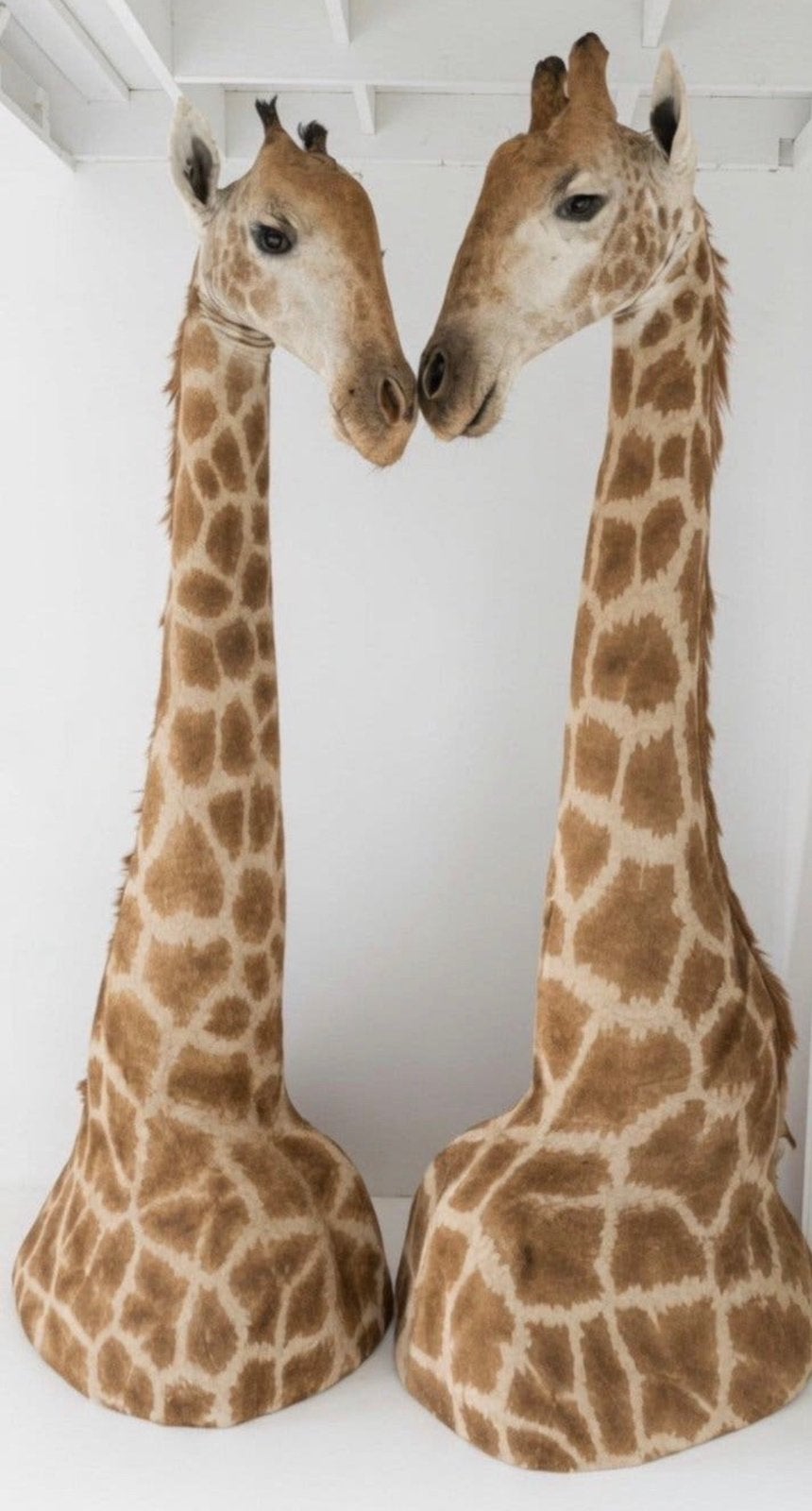 Taxidermie giraf x2, Ophalen, Zo goed als nieuw