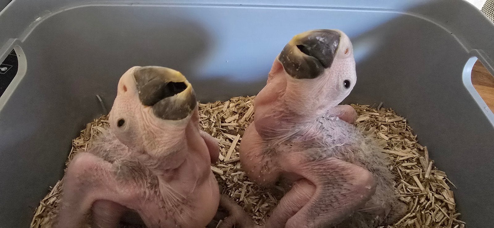 2 blauwgele ara kuikens, Dieren en Toebehoren, Vogels | Parkieten en Papegaaien