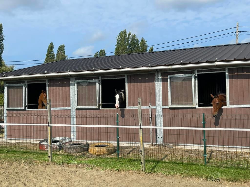 Stal + weidegang (Duffel), Dieren en Toebehoren, Stalling en Weidegang, Weidegang