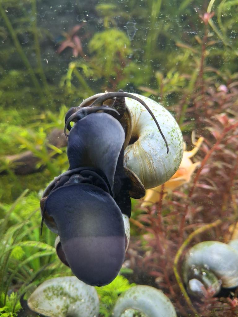 Blauwe appelslakken