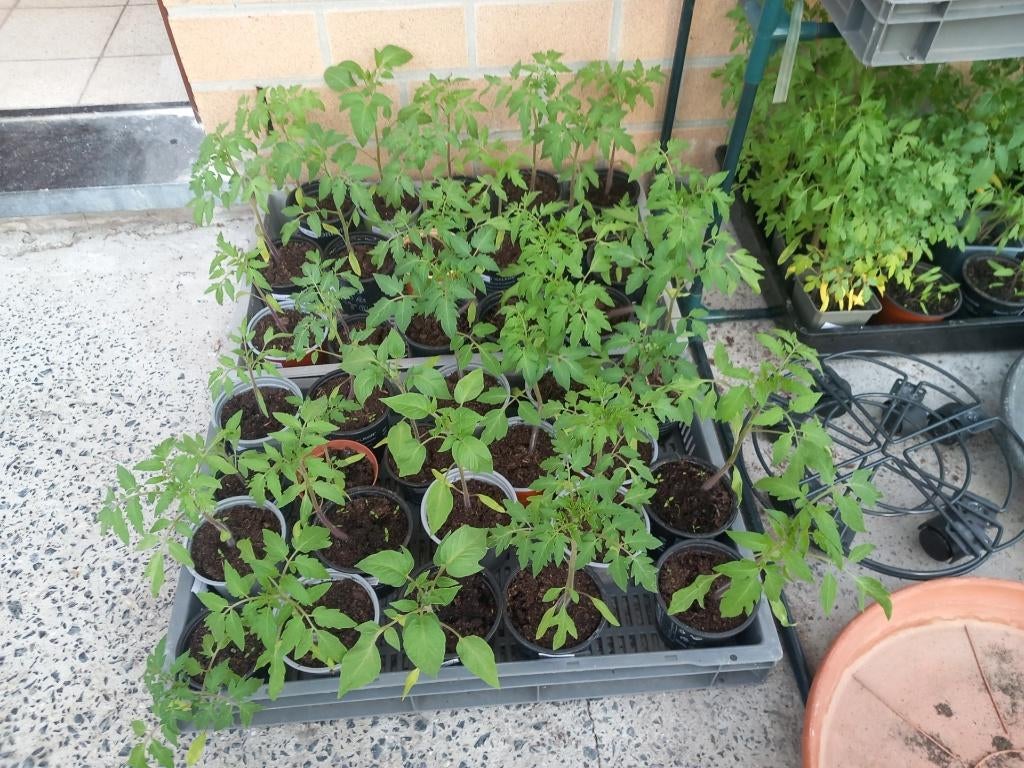 Tomatenplanten, Ophalen, Volle zon, Groenteplanten, Eenjarig