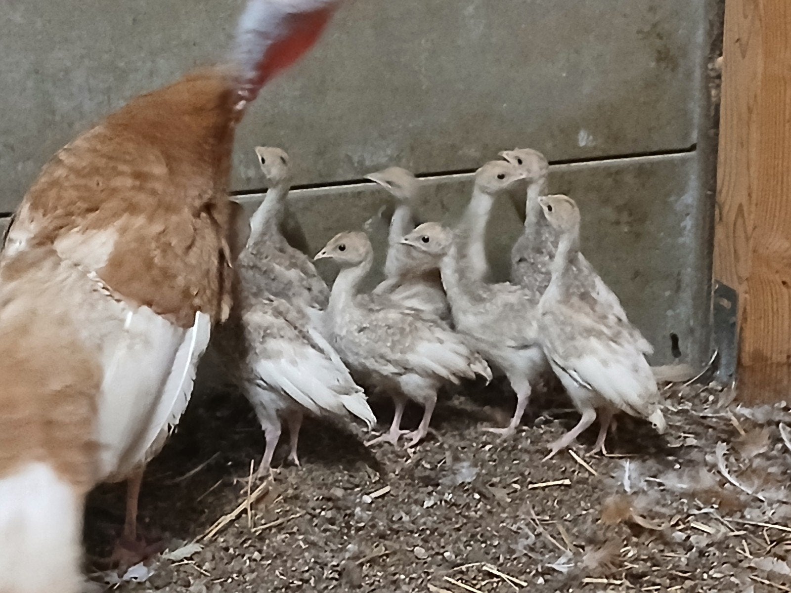 Te koop 10 jonge rode ardenner kalkoenen., Dieren en Toebehoren, Pluimvee, Kalkoen