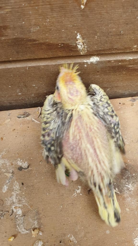 Valkparkieten, Dieren en Toebehoren, Geringd