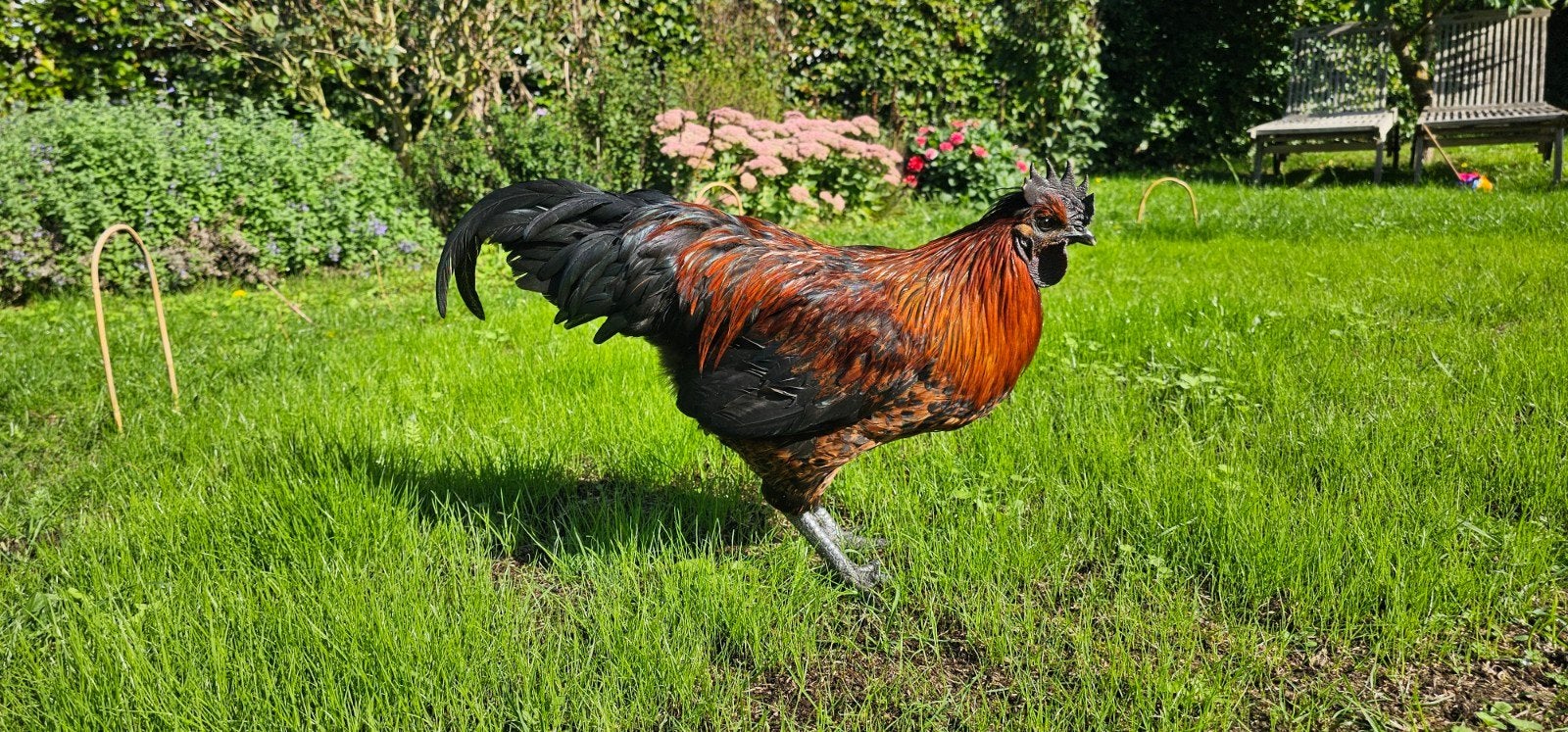 Haan Ayam cemani - brantse hoen, Dieren en Toebehoren, Mannelijk, Kip