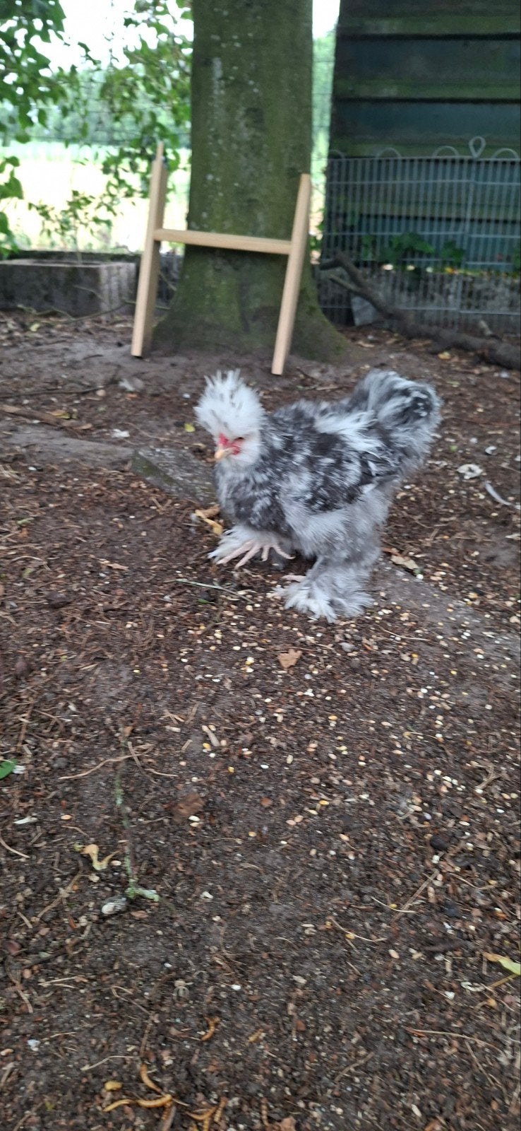 Usa mottled zijdehoen haan, Dieren en Toebehoren, Mannelijk, Kip