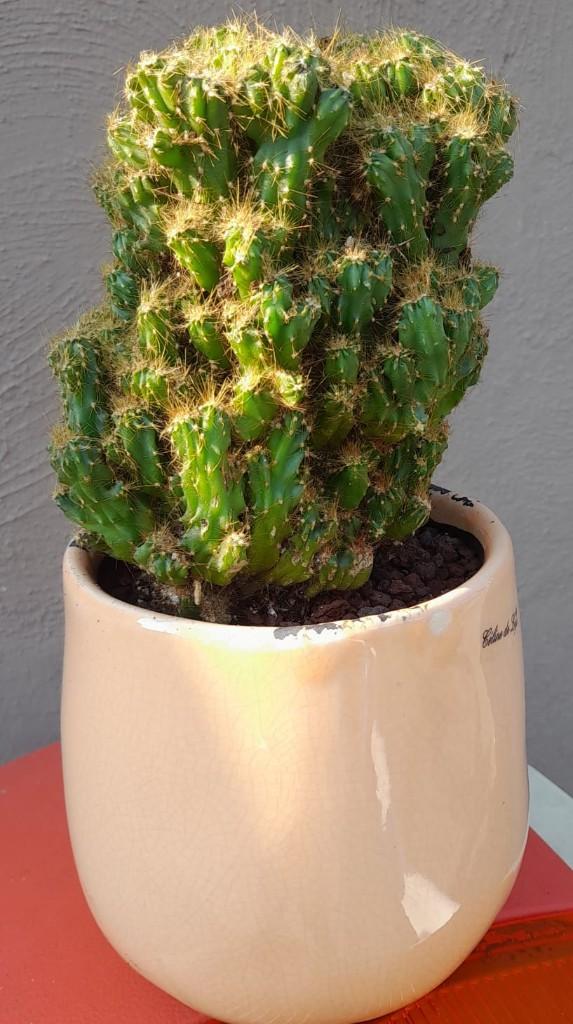 cactus, En pot, Plein soleil, Moins de 100 cm, Enlèvement