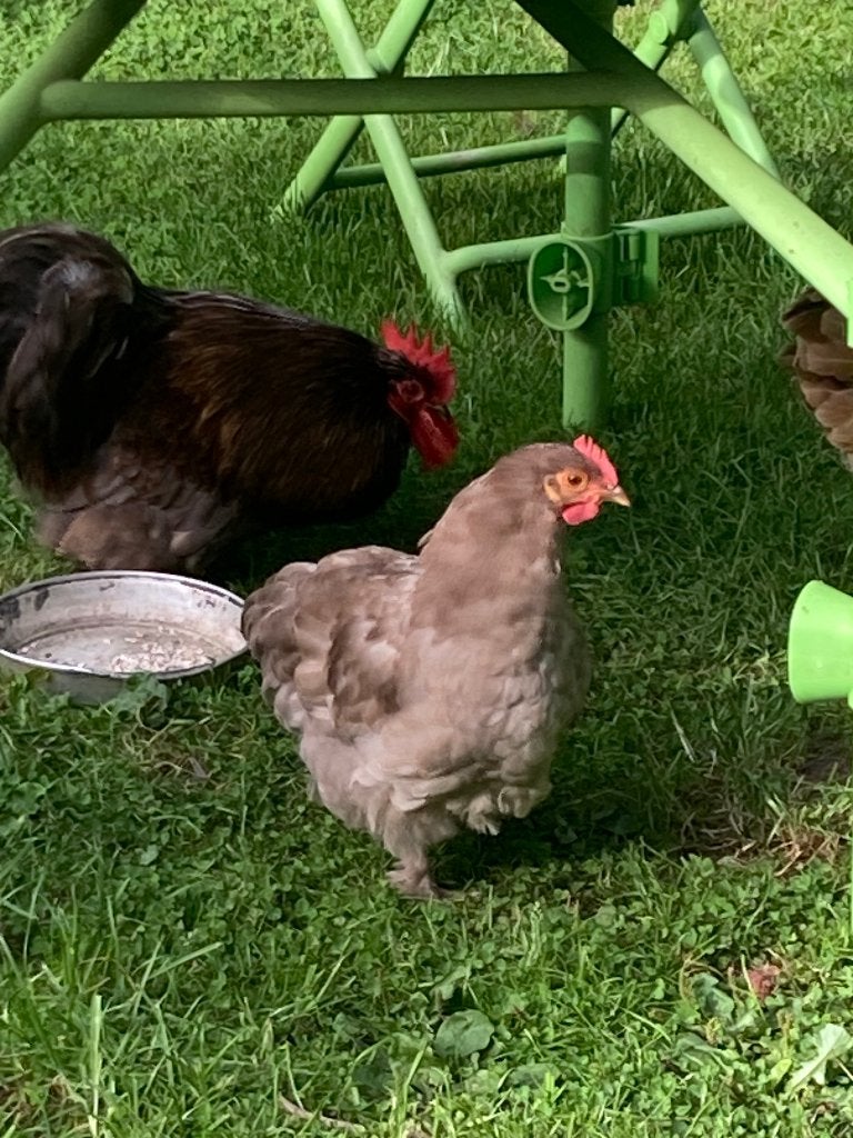 Haantje, Dieren en Toebehoren, Mannelijk, Kip