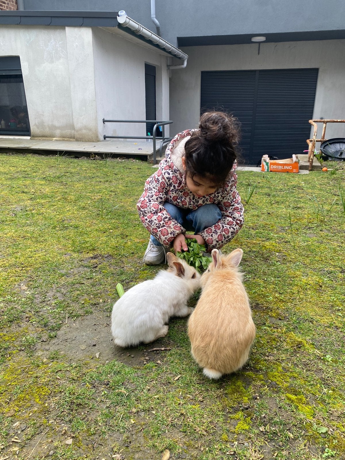 Bebe lapin, Dieren en Toebehoren, Pluimvee