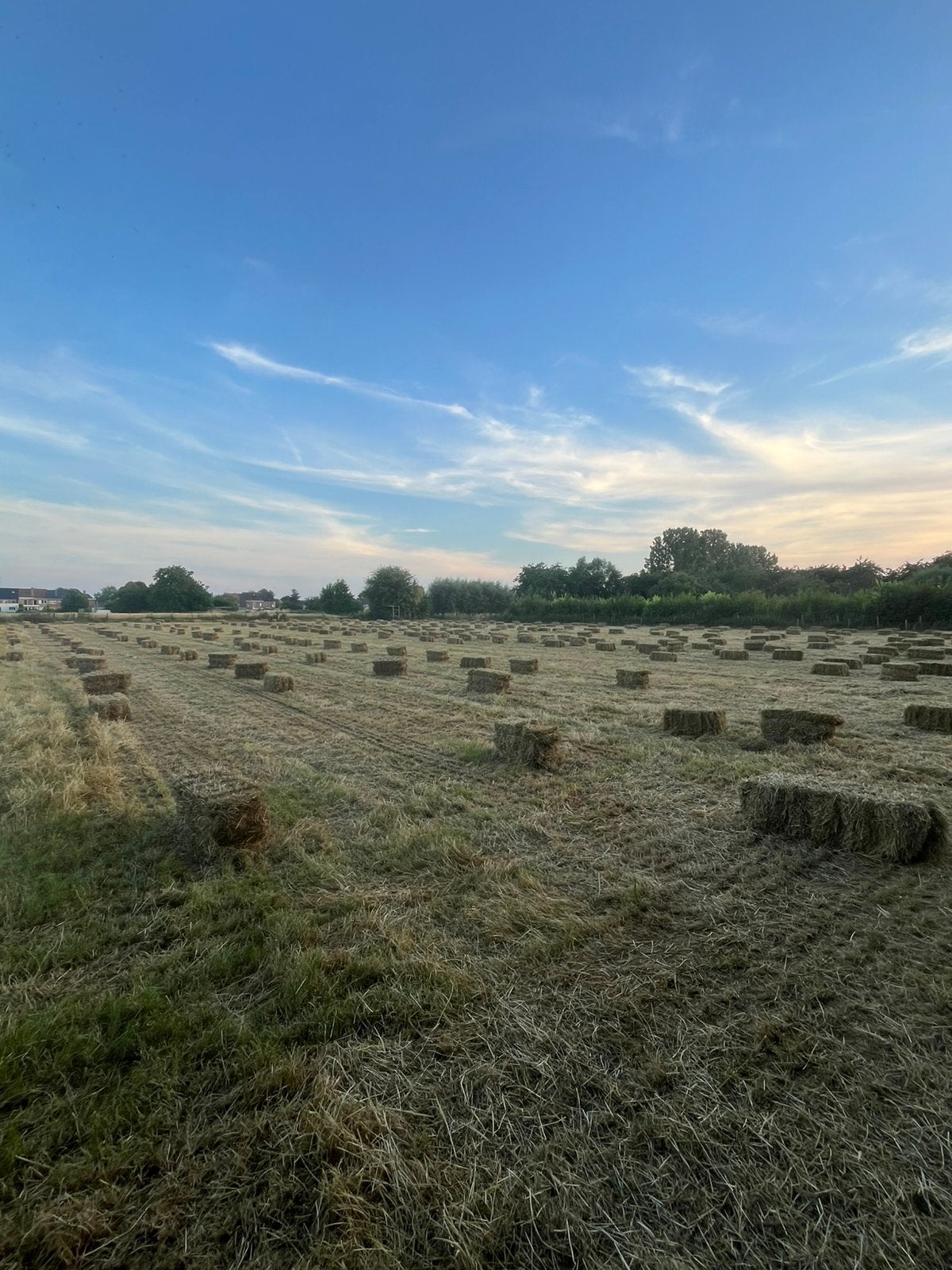 Kleine botjes hooi oogst 2026, Dieren en Toebehoren, Ophalen