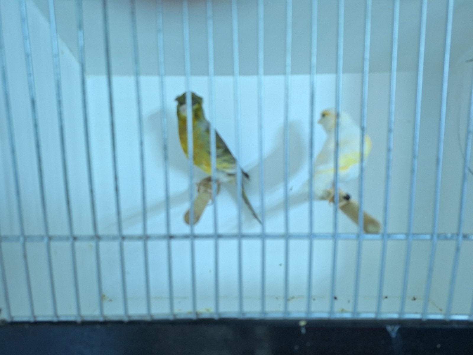 canaris arlequin portugais