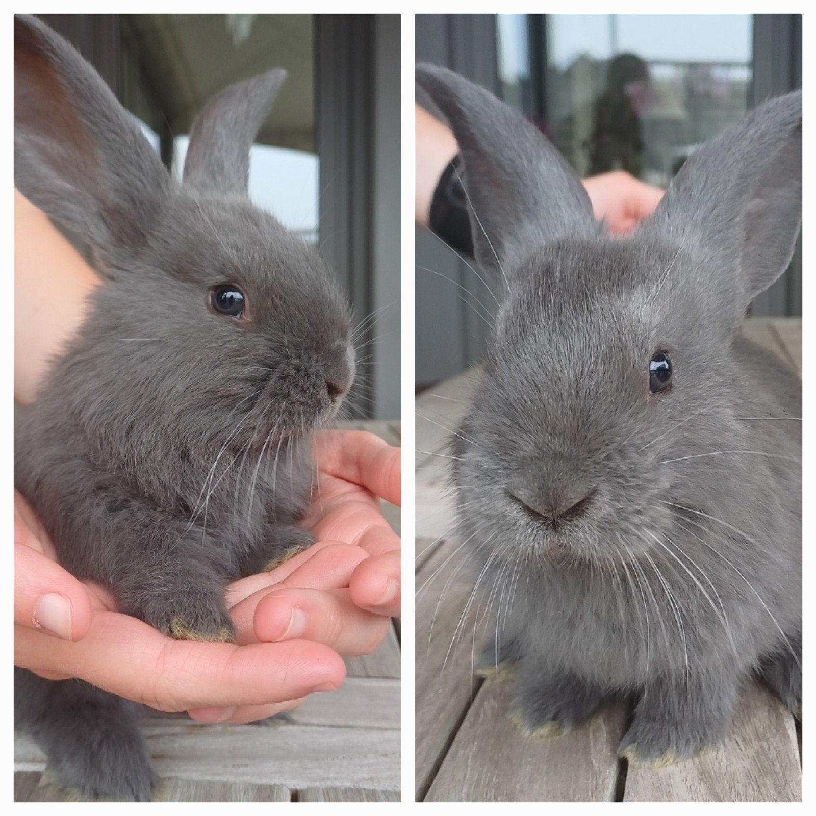 Une infirmière bleue géante allemande va réserver, Animaux & Accessoires, Femelle, Grand, 0 à 2 ans