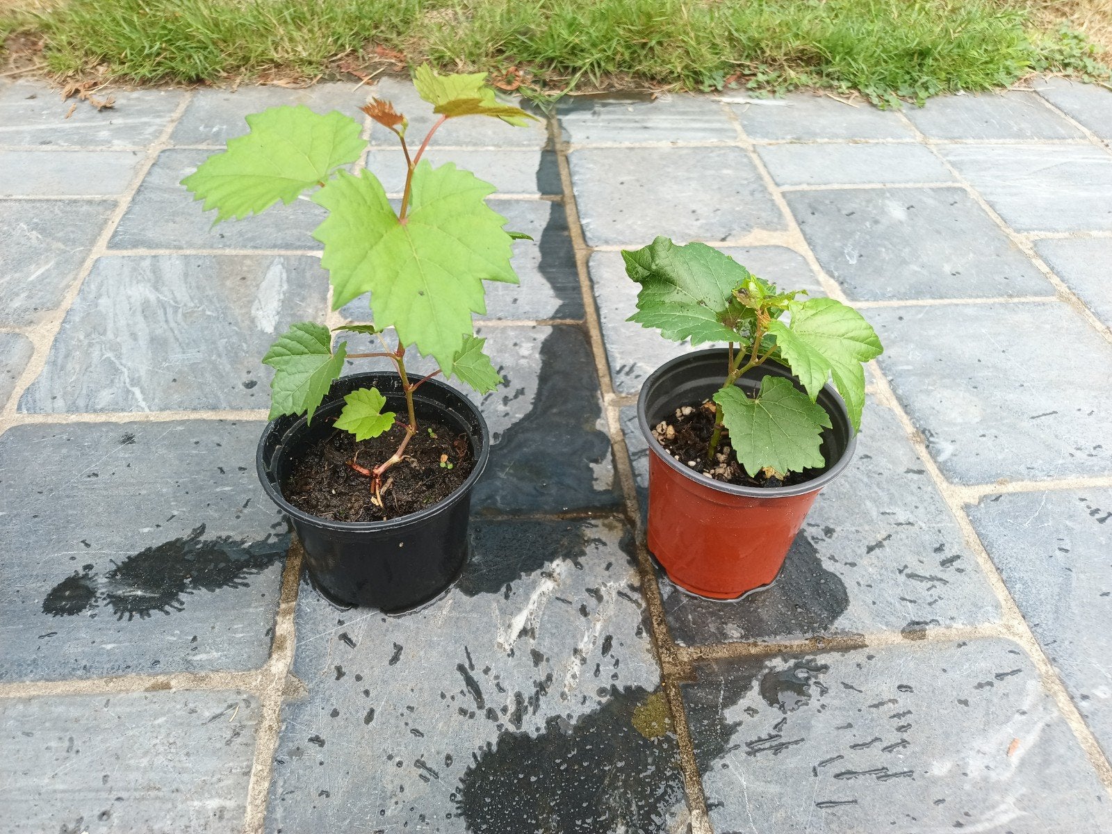 Druivenplantjes - 4 stuks, Jardin & Terrasse, Plantes | Arbres fruitiers, Été, En pot, Plein soleil, Moins de 100 cm