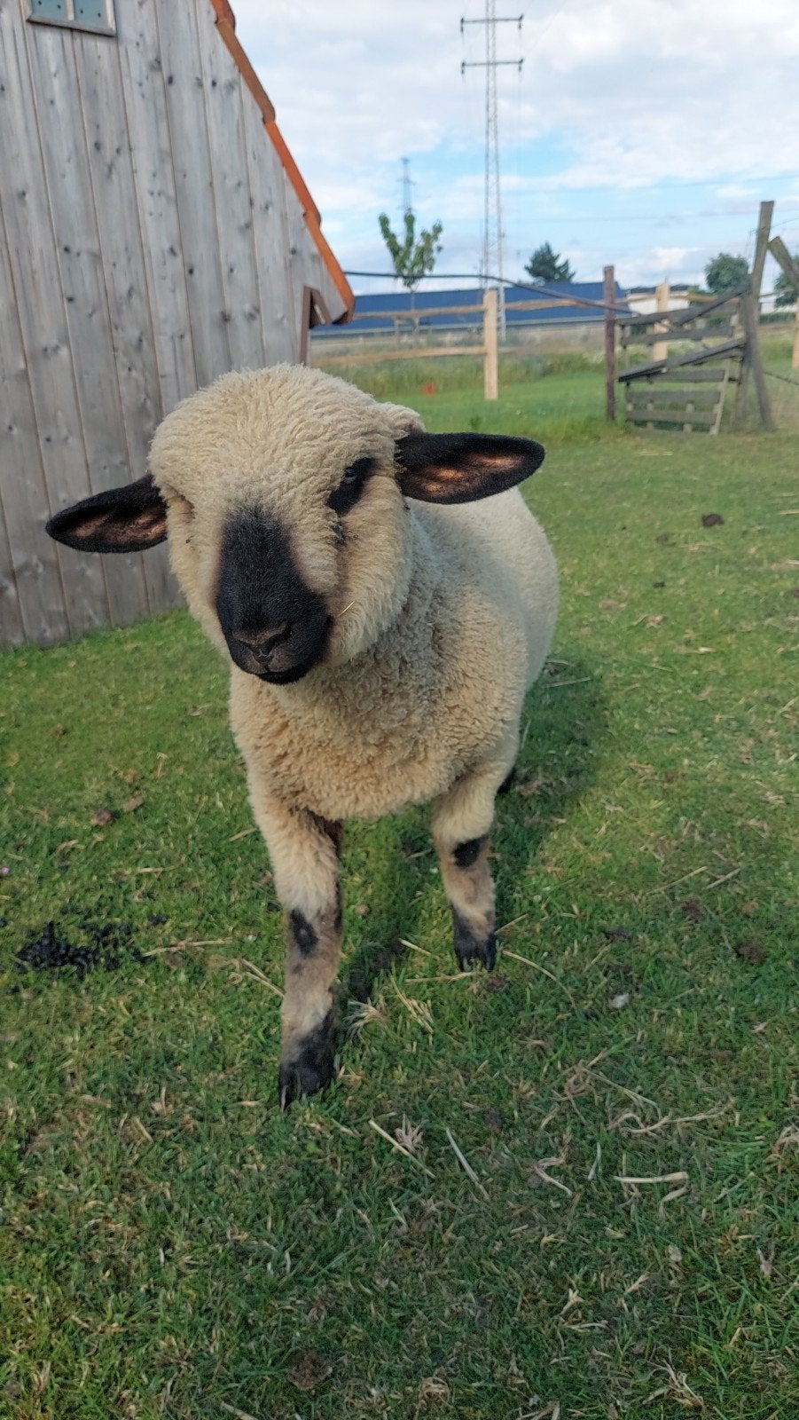 Hampshire Down ram