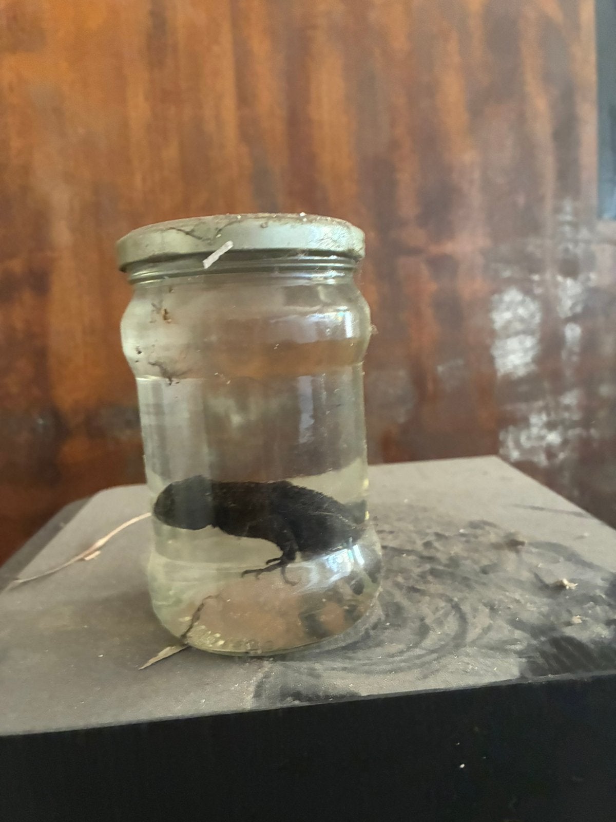 Te koop reptielen  in sterkwater, Dieren en Toebehoren