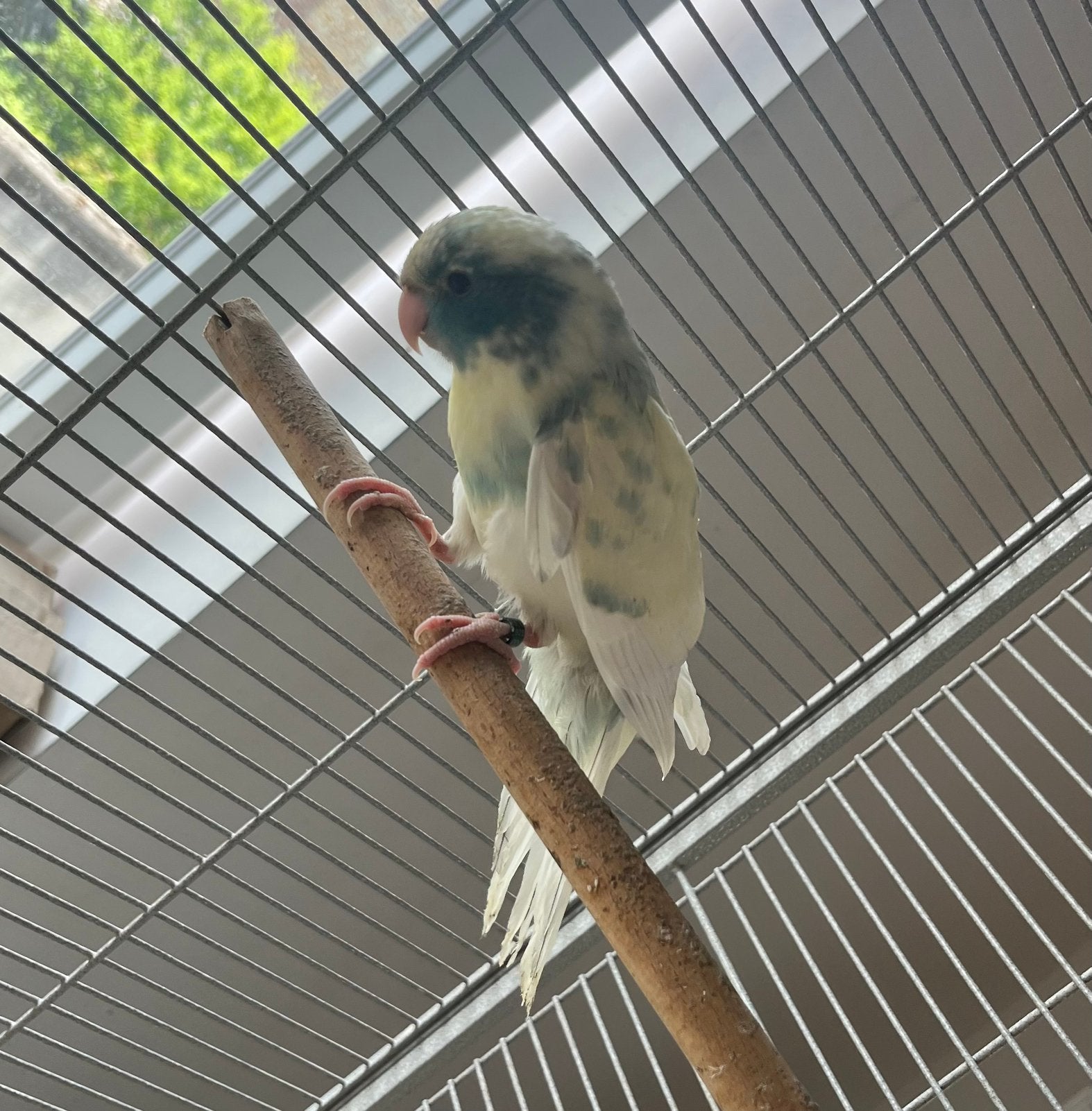 Kakariki Mâle Panaché EPP, Mâle, Bagué