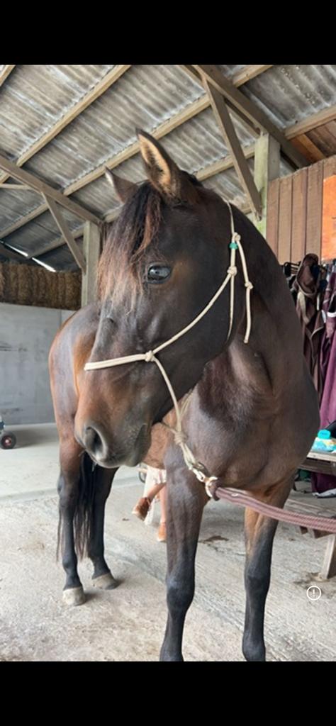 Paard (merrie) TE KOOP., Dieren en Toebehoren, Paarden, Merrie, Zadelmak, 165 tot 170 cm, 7 tot 10 jaar, Ontwormd, Ingeënt