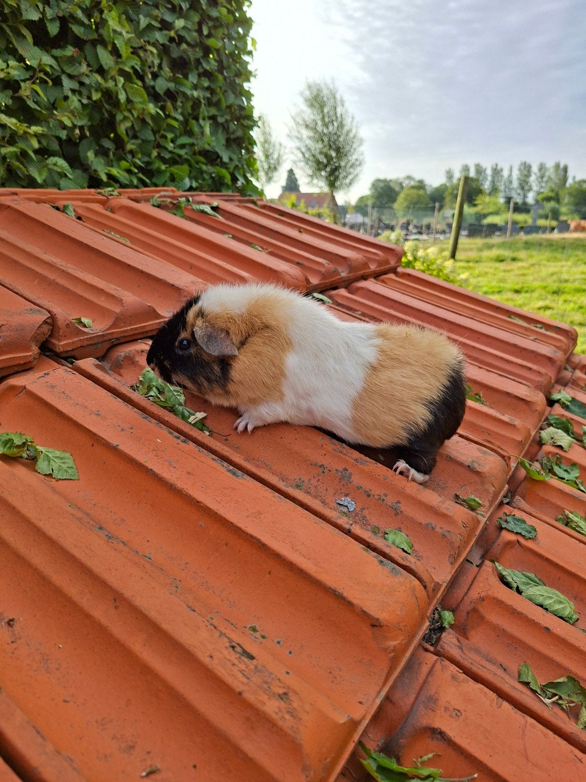 Us teddy zeugje te koop, Dieren en Toebehoren, Knaagdieren, Maart, Vrouwelijk, Cavia