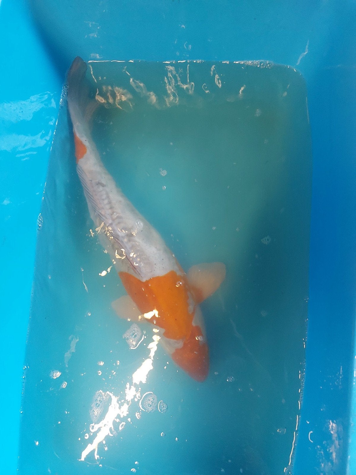 Japanse koi, Dieren en Toebehoren