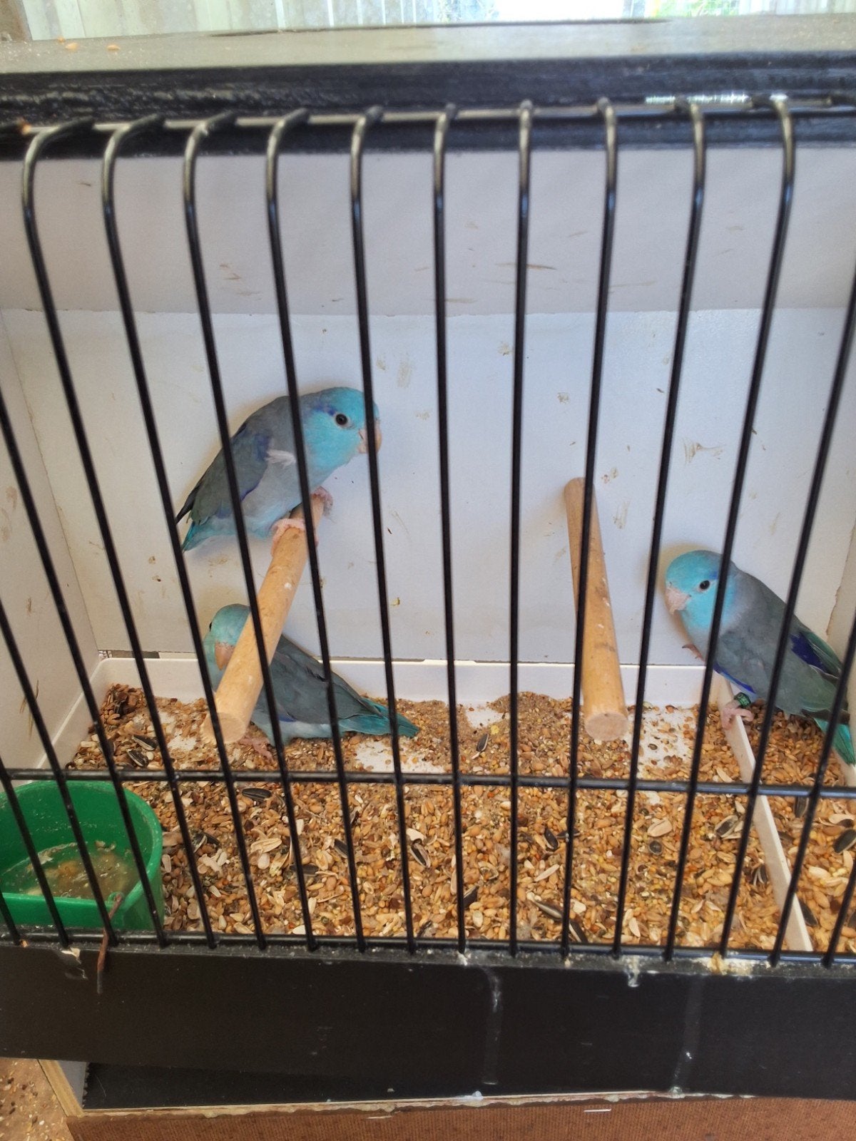 forpus, Dieren en Toebehoren, Meerdere dieren, Parkiet, Geringd
