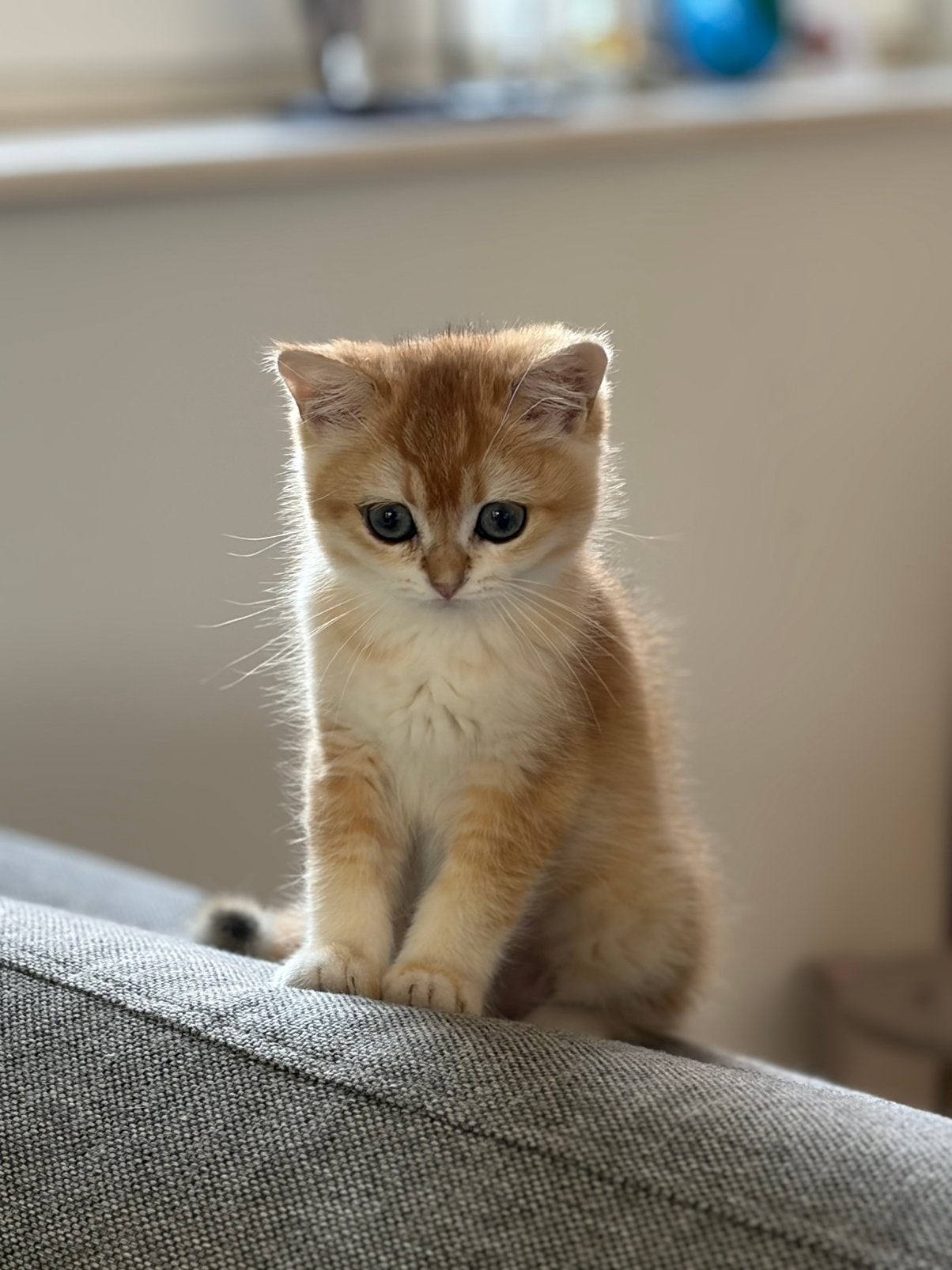 Prachtig brits korthaar poesje black goldeb shaded, Chatte ou Chat, Avec pedigree, 0 à 2 ans