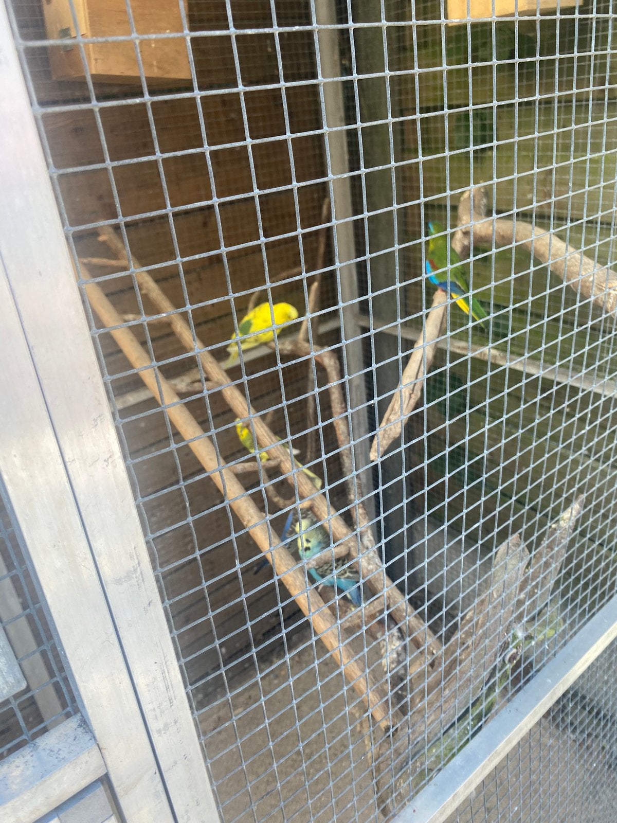 Grasparkieten en turqazine, Dieren en Toebehoren