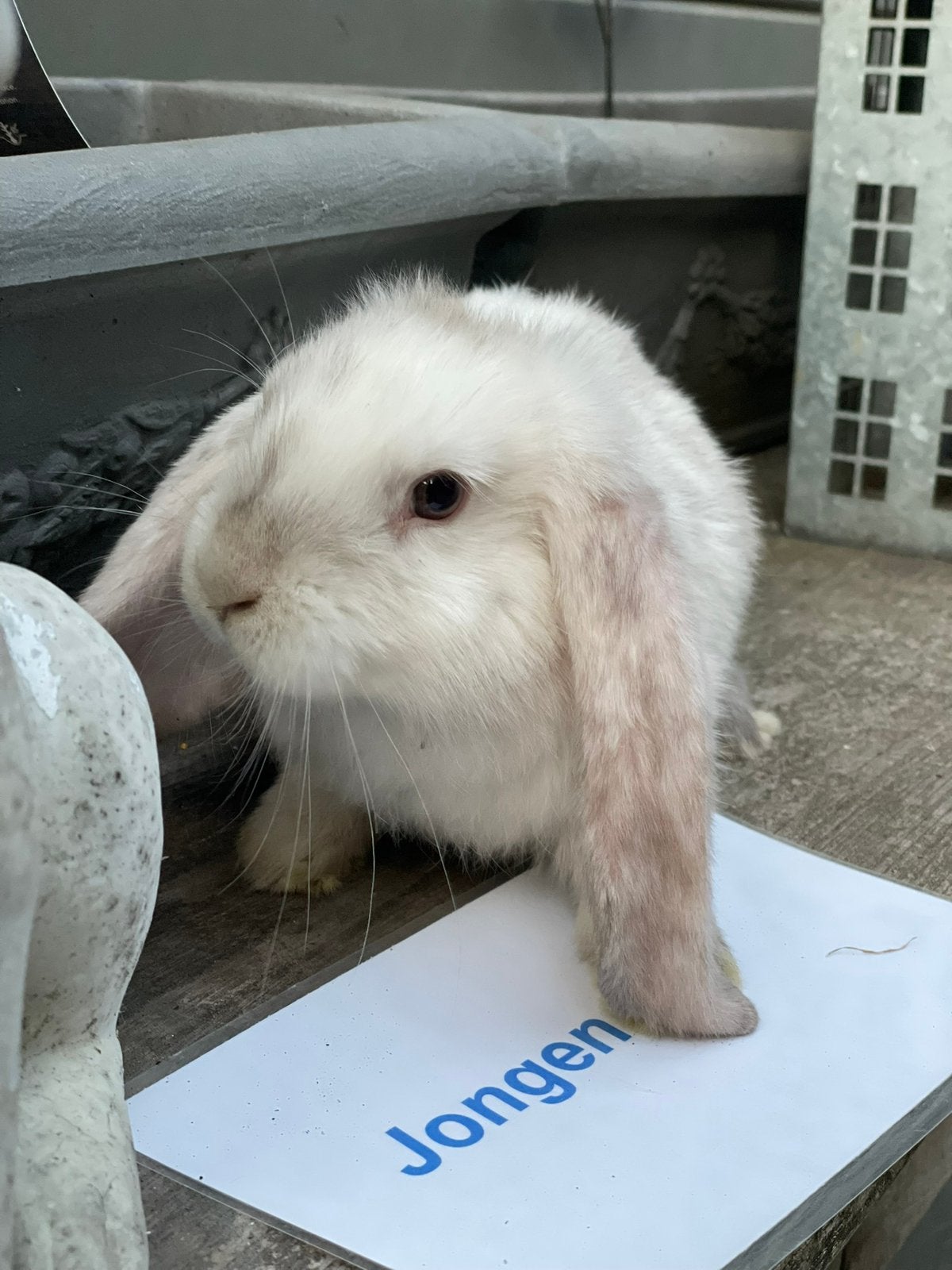 Laatste van het nestje franse hangoor rammetje, Dieren en Toebehoren, Hangoor