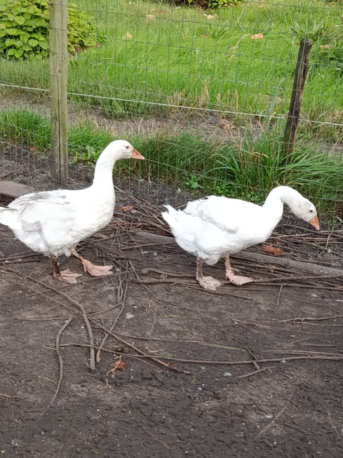 jonge ganzen, Geslacht onbekend, Gans of Zwaan