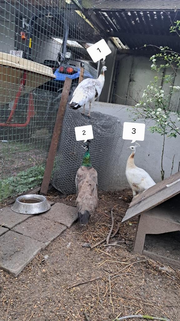 Pauwen hennen, Dieren en Toebehoren, Vrouwelijk, Overige soorten