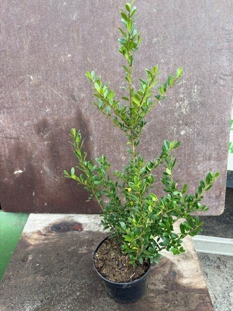 Ilex Crenata  50/60groen Japanse hulst Buxusvervanger, Tuin en Terras, Ophalen, Overige soorten, Struik, Minder dan 100 cm